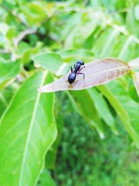 Close-up of fly on leaf