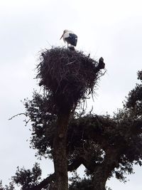 Low angle view of birds perching on tree