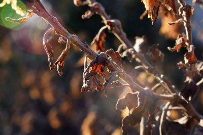 Close-up of snow on plant