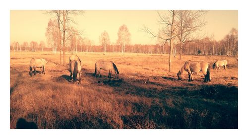 Trees on field