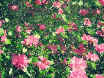 Close-up of pink flower