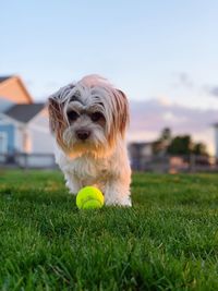 Dog playing ball