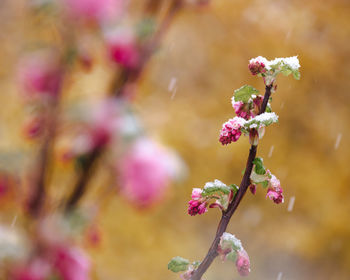 Close-up of pink cherry blossoms in spring