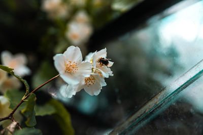 Close-up of white flowering plant