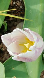 Close-up of pink flower