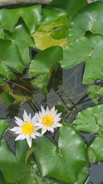 Close-up of lotus water lily in pond