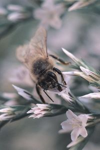 Close-up of bee pollinating on flower