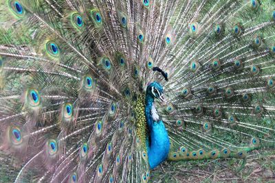 High angle view of fanned out peacock on field