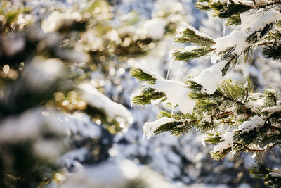 Close-up of frozen tree branch