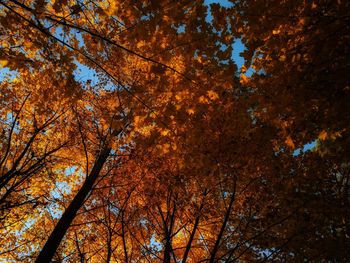 Low angle view of trees during autumn