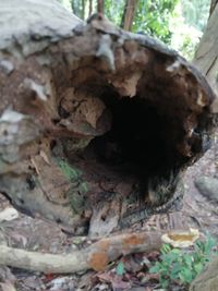 Close-up of mushrooms growing on tree trunk