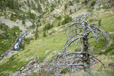 Scenic view of tree by mountain