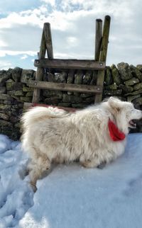 Close-up of dog against cloudy sky