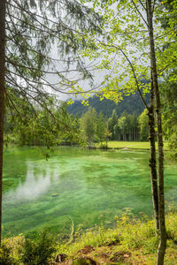 Scenic view of lake in forest