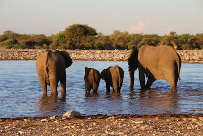 View of elephant in lake against sky