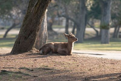 Deer relaxing on tree trunk