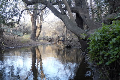 Reflection of trees in lake