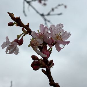 Close-up of flowers on branch