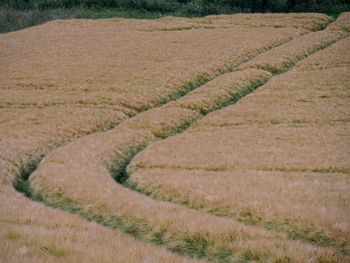 Scenic view of agricultural field