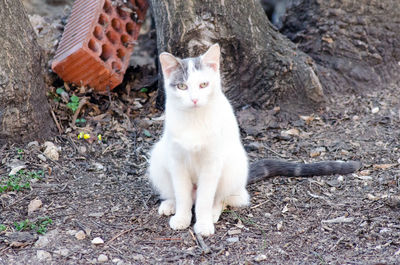 Portrait of cat sitting on field