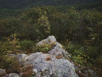 Rocks in forest