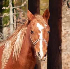 Close-up of a horse