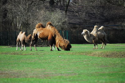 Camels grazing on grassy area
