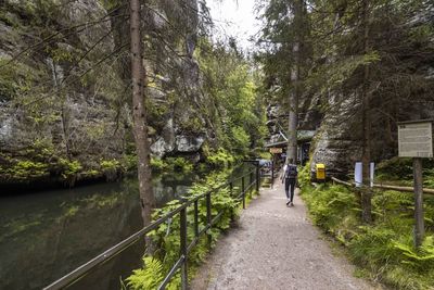 Rear view of man walking on footpath amidst trees in forest