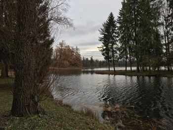 Scenic view of lake in forest against sky