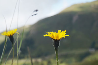 Close-up of yellow crocus blooming in field