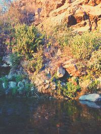 Plants growing on rocks