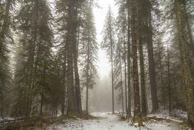 Trees in forest during winter