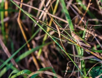 High angle view of a lizard on a field