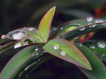 Close-up of wet plant leaves during rainy season