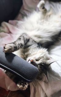 Close-up of a cat sleeping on human hand