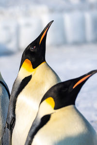 Close-up of penguin