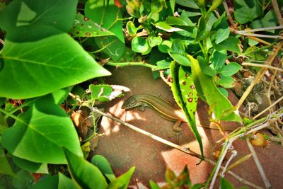 Leaves on plant