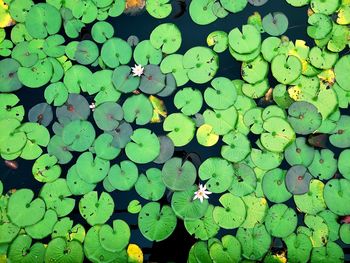 High angle view of lotus water lily leaves floating on pond