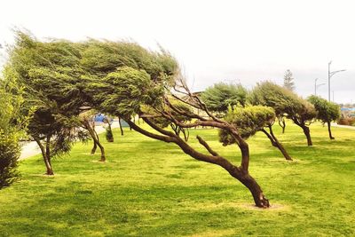 Trees on grassy field