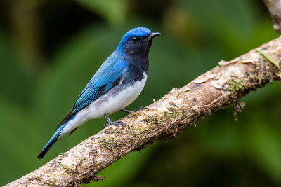 Close-up of bird perching on branch