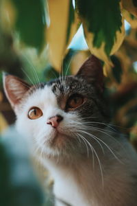 Close-up portrait of cat