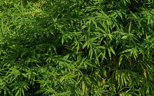 Full frame shot of fresh green plants