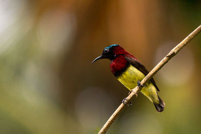 Close-up of bird perching on branch