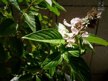 Close-up of green flowers