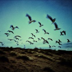 Birds flying over white background