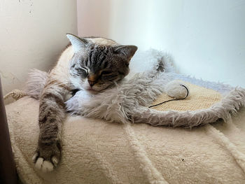 Cat lying on floor at home