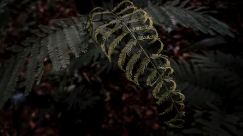 Close-up of leaves on branch