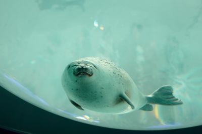 Close-up of fish swimming in sea