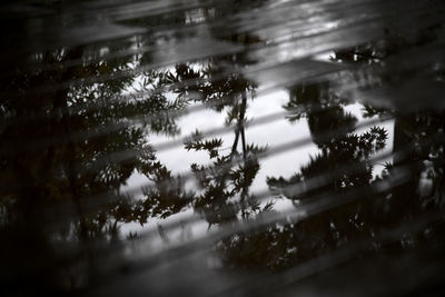 Reflection of trees in lake