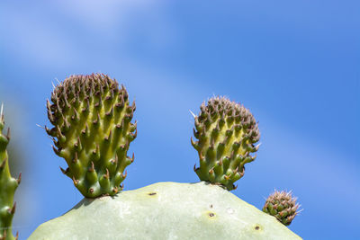 Close-up of cactus growing against blue sky